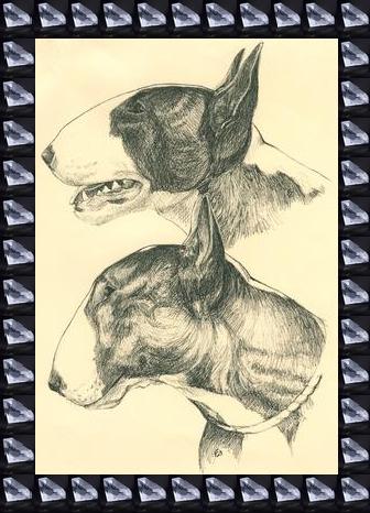 Bullterrier